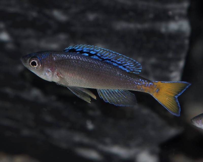 Cyprichromis leptosoma 'Mpulungu'